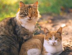 世俱杯赛程-浓眉制霸内线！北控生死战力克新疆迎生机