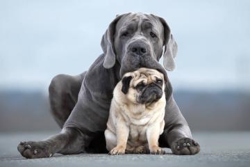 世俱杯参赛资格-体育周末双响炮，新疆队击溃吉林队，小贾伦F1揭幕战接管比赛