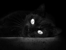 世俱杯改制-浓眉统治级表现引领辽宁队狂胜爵士