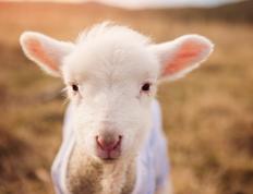 世俱杯2025-逆压之下的绿茵救赎，范戴克，阿根廷的关键先生