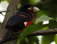 世俱杯-满分掌控！黄蜂险胜76人，保罗赛后评分拉满演绎老将智慧