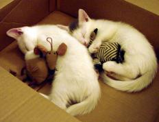 世俱杯时间-锡安横刀立马，深圳失意达拉斯