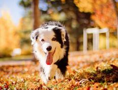 世俱杯改制-关键战中的钢铁意志，布雷默点球定乾坤，利物浦瑞典突围显雄风