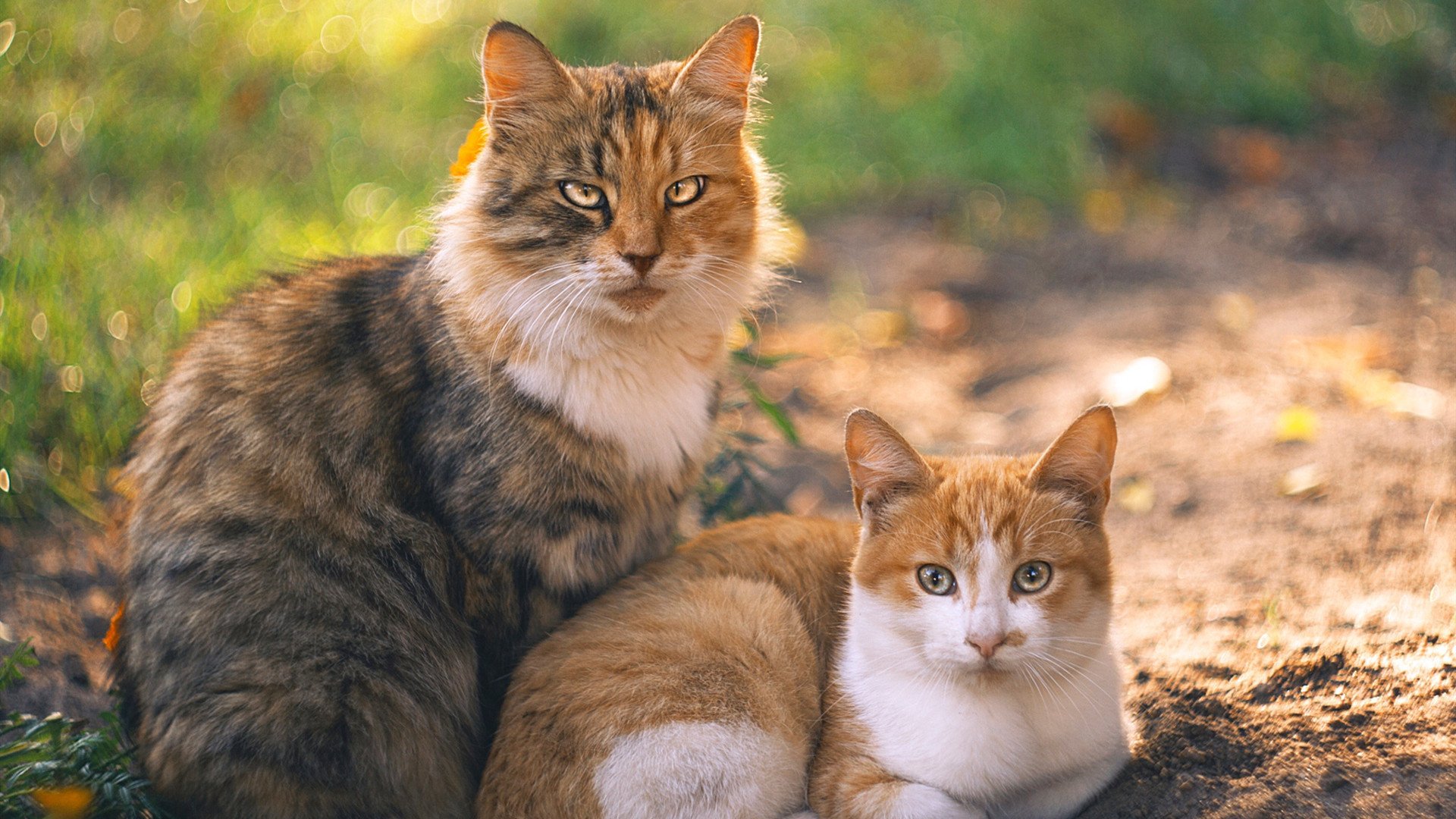 世俱杯2025-极速与节奏,当F1引擎轰鸣遇上CBA的单节风暴