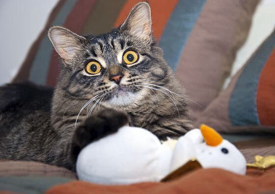 世俱杯奖金-金色弧线！中国男篮加时鏖战力克巴西，阿什拉夫成关键先生