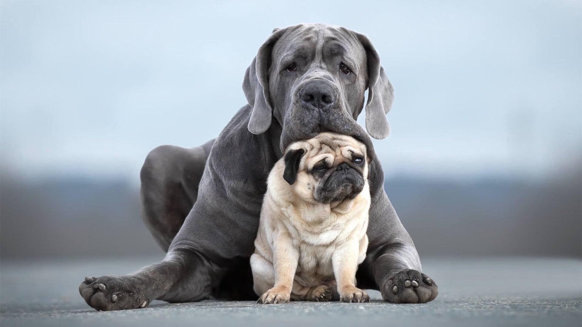 世俱杯参赛资格-体育周末双响炮，新疆队击溃吉林队，小贾伦F1揭幕战接管比赛