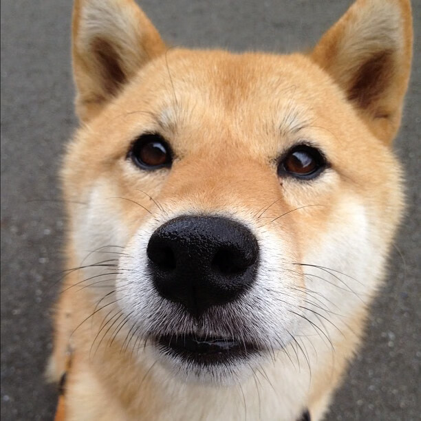 世俱杯分组-天山利刃撕裂达拉斯！新疆队绝境翻盘点燃东决焦点战