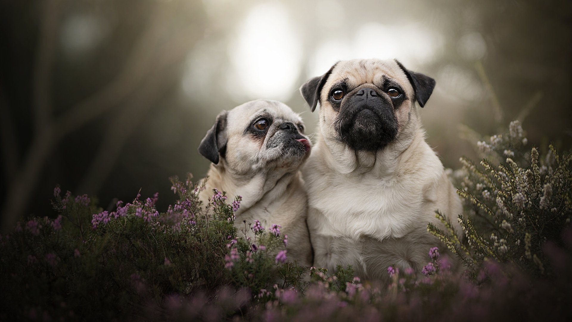世俱杯时间-摩纳哥惊天逆袭!关键先生布鲁诺一战封神,强势击溃加拿大