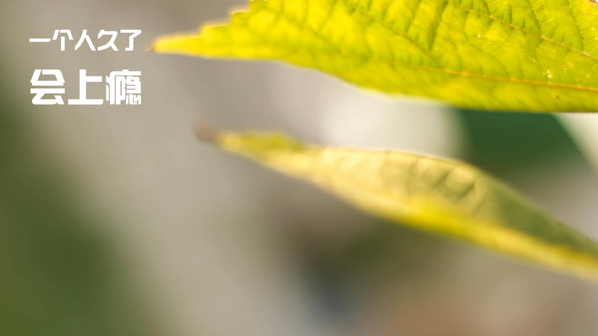 世俱杯直播-斩落巨人的东方利刃,与全球舞台的强者接管