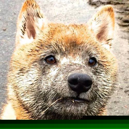 世俱杯决赛-绝境之光,拉亚在东决关键战的封神之夜