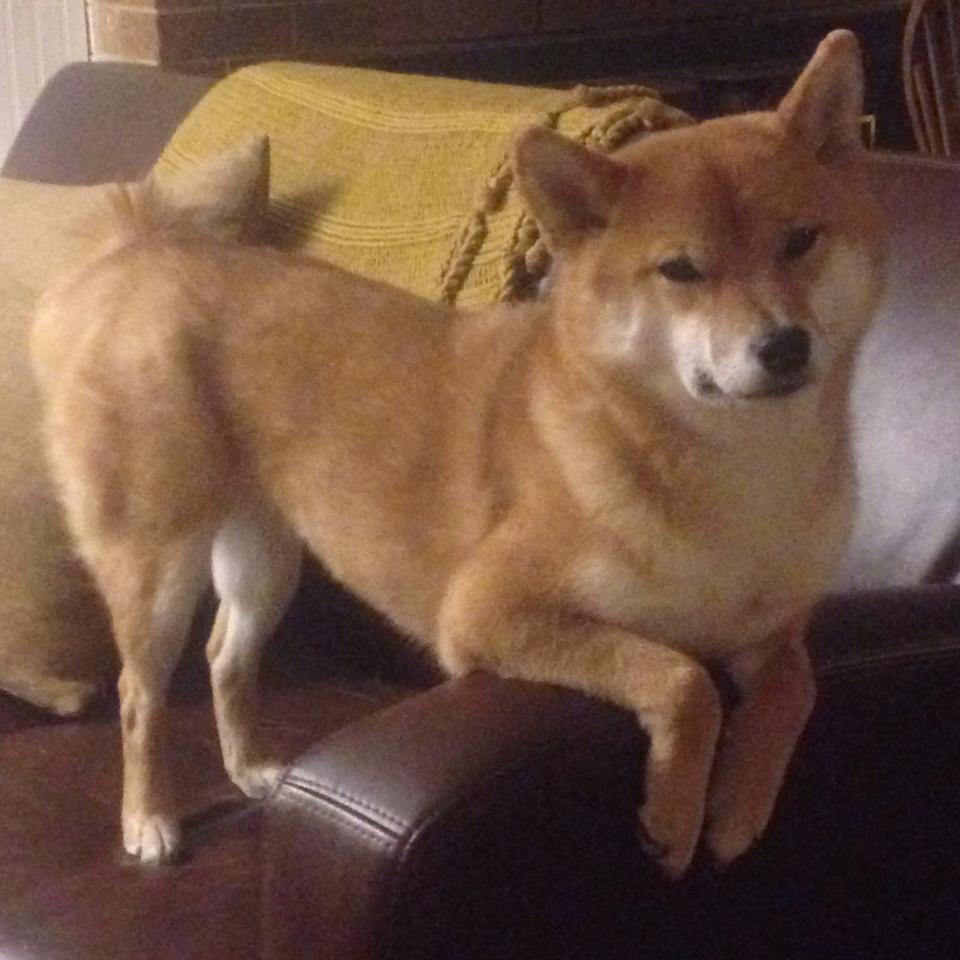 世俱杯改制-当萨拉赫在伦敦碗遇见几内亚曼联,一场虚构慈善赛背后的真实非洲足球启示