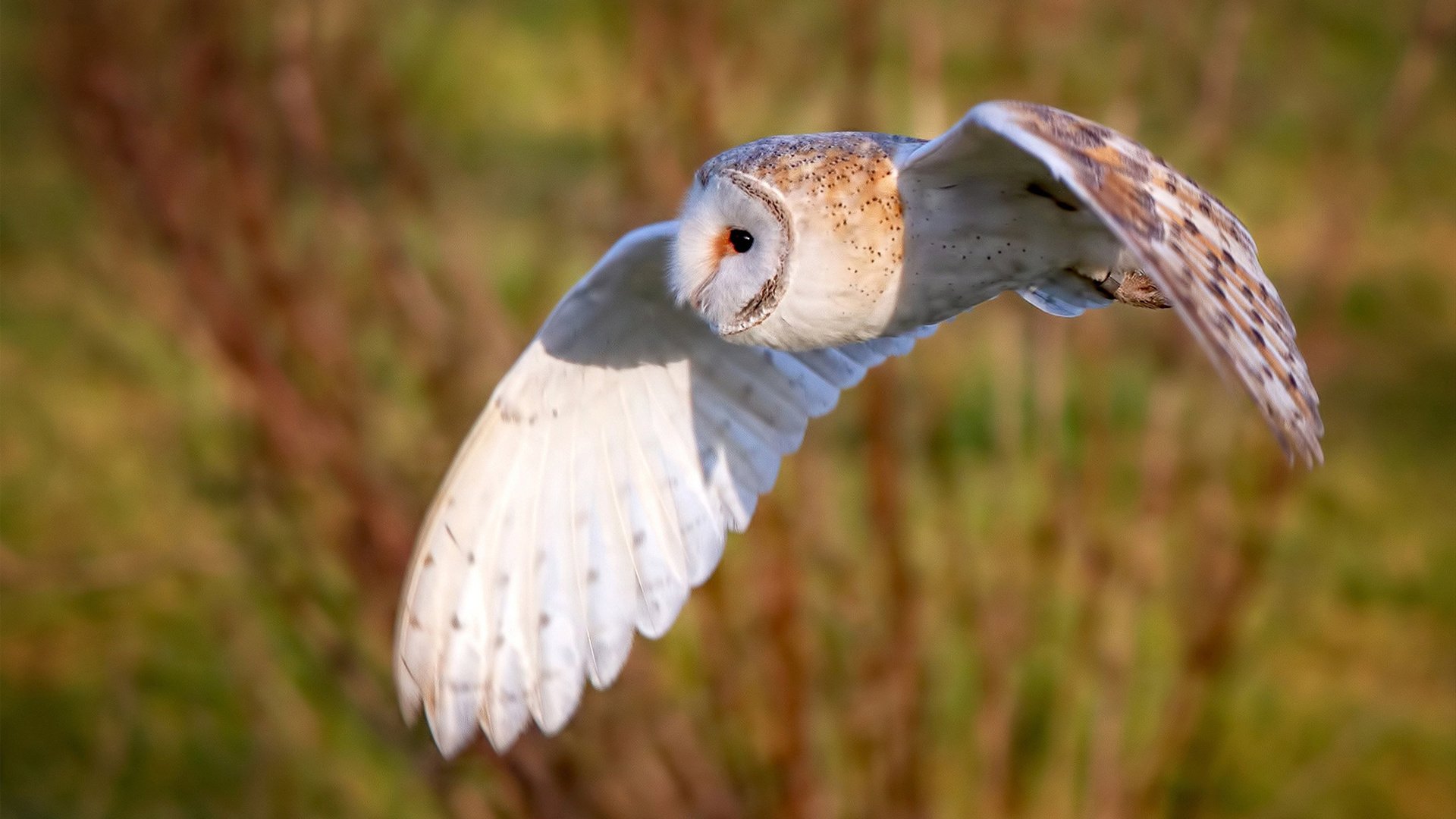 世俱杯决赛-胜利基因,从葡萄牙绝杀到奥纳纳的绝境接管