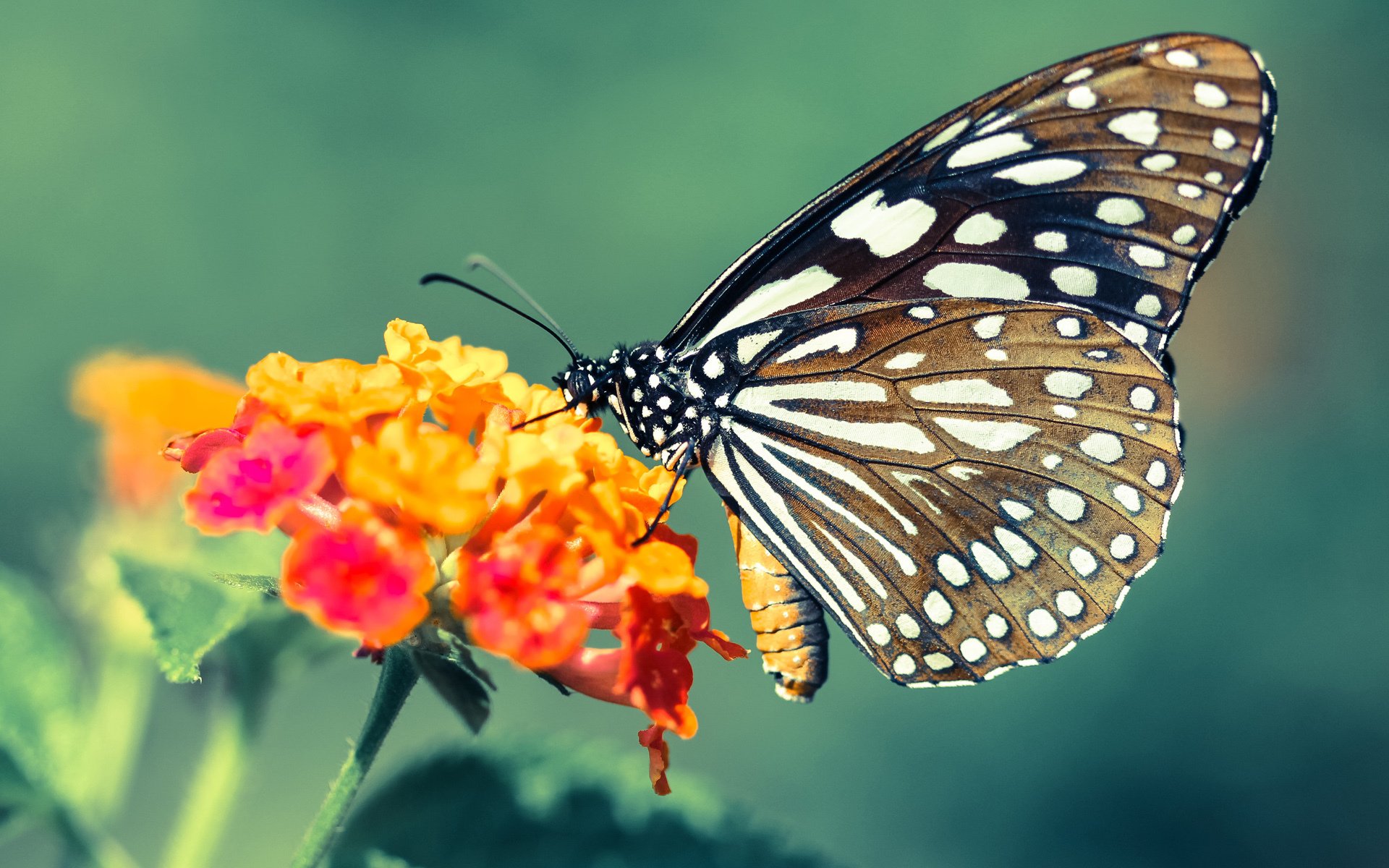 世俱杯分组-赛道绿茵场,荷兰强压战术如何在F1银石上演阿森纳式窒息控制