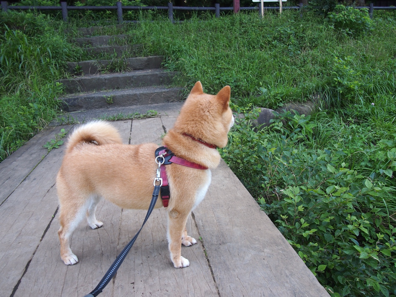 世俱杯-传奇之战,北京队硬仗取胜尼克斯,乔治接管NBA季后赛的启示