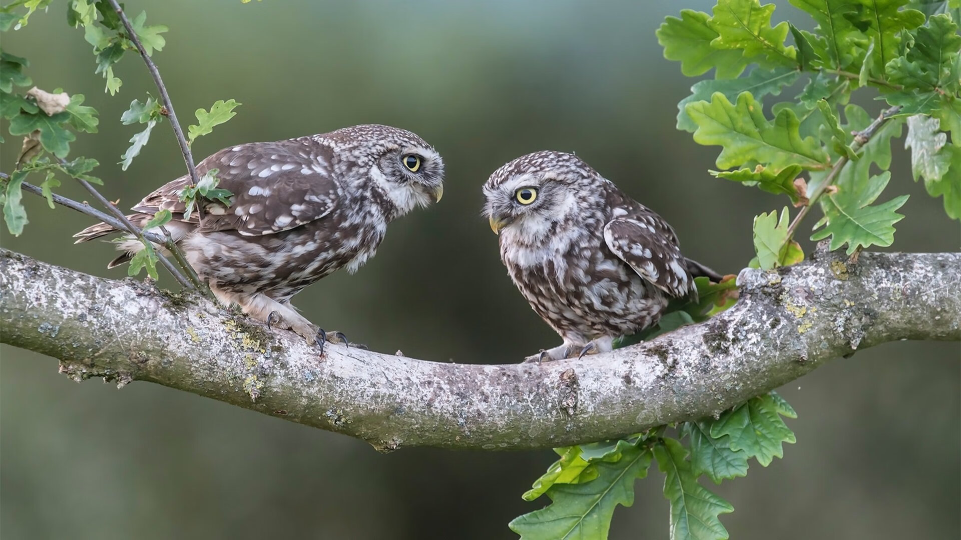 世俱杯改制-英格拉姆冷血三分终结悬念,独行侠逆境射落湖人
