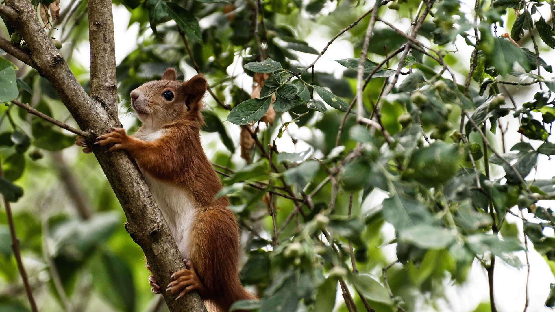 世俱杯2025-迪亚斯领军闪耀,塞维利亚正面击溃芬兰获关键胜利