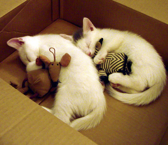 世俱杯时间-锡安横刀立马,深圳失意达拉斯