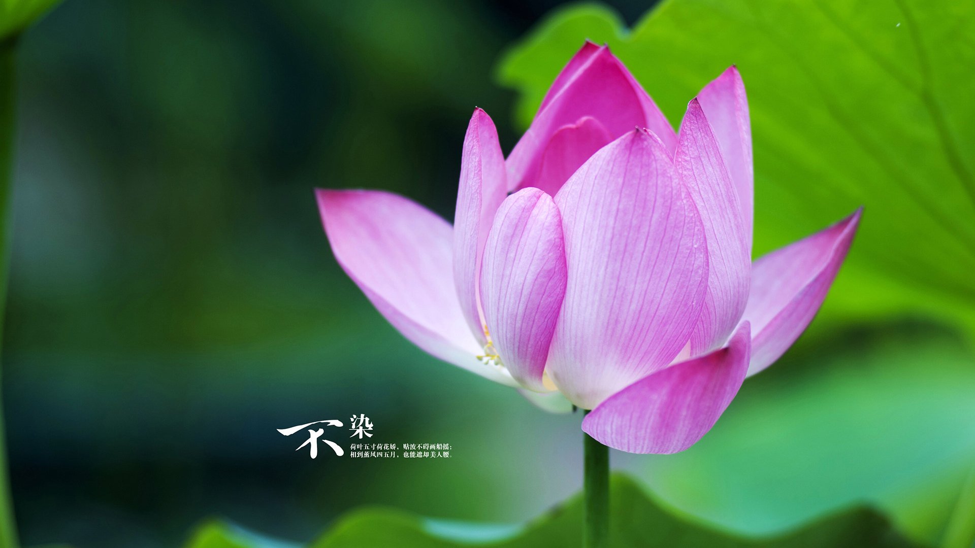世俱杯-东欧铁骑踏破南美劲旅,2026世界杯F组焦点战,匈牙利碾压乌拉圭,莫德里奇主导比赛